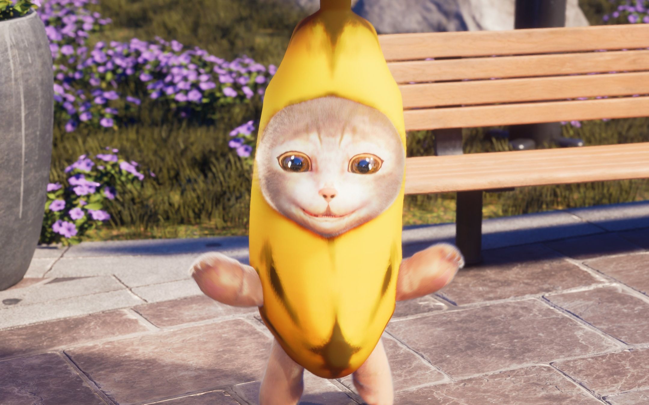 香蕉猫也会幸灾乐祸了