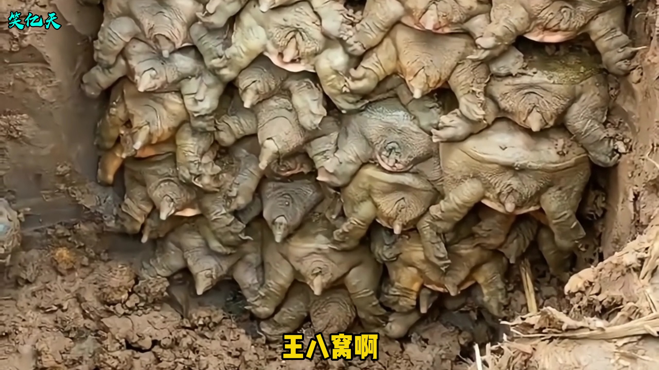一不小心挖到了王八窝