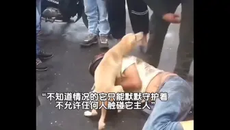 《为什么养狗》