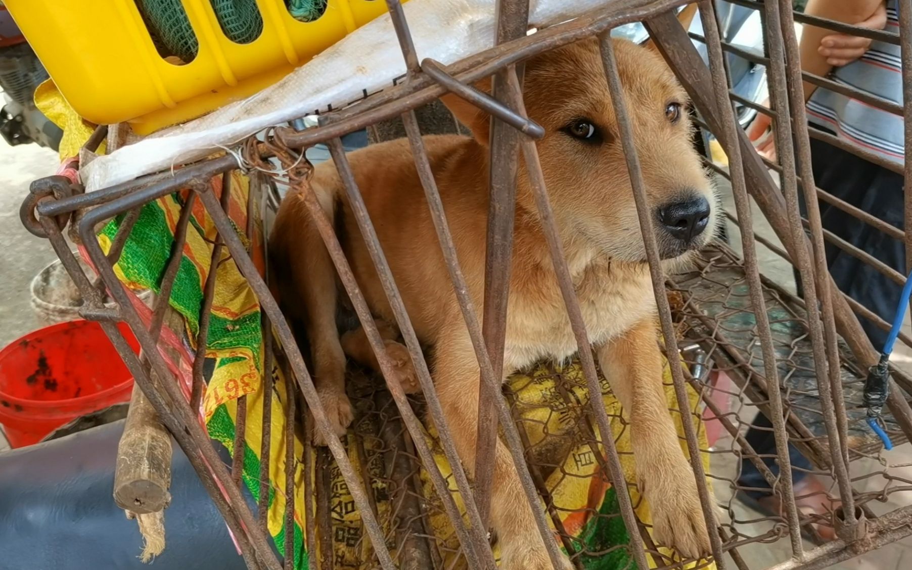 在街上遇到一条黄色的杂下司,眼神犀利,身材不大,脾气很大!