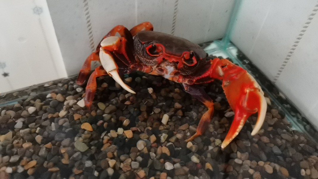 一只状态非常好的南海溪蟹,胆子老大了,嘴巴张的真的非常大