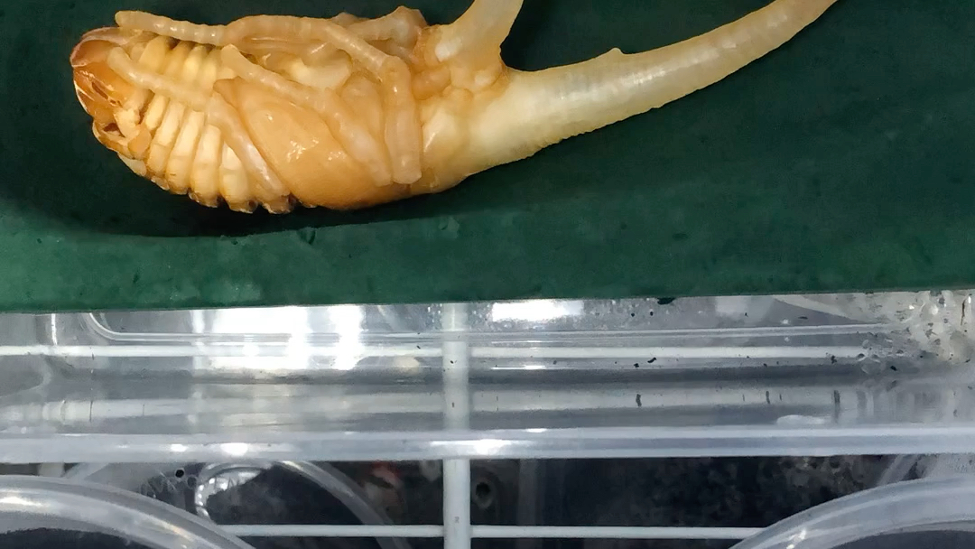 长戟大兜虫化蛹,巅峰155g,前蛹120g,蛹长170mm左右_哔哩哔哩_bilibili