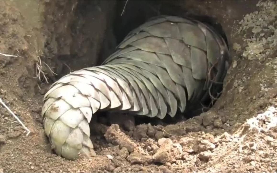 穿山甲的挖洞速度有多快?镜头拍下全过程,挖掘机表示:我不服