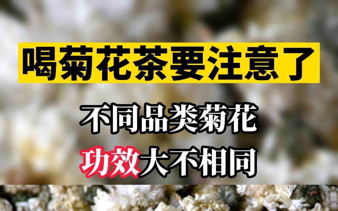 不同种类菊花不同功效,来看看!#菊花茶哔哩哔哩bilibili