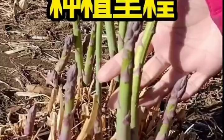 给大家分享芦笋种植全过程哔哩哔哩bilibili