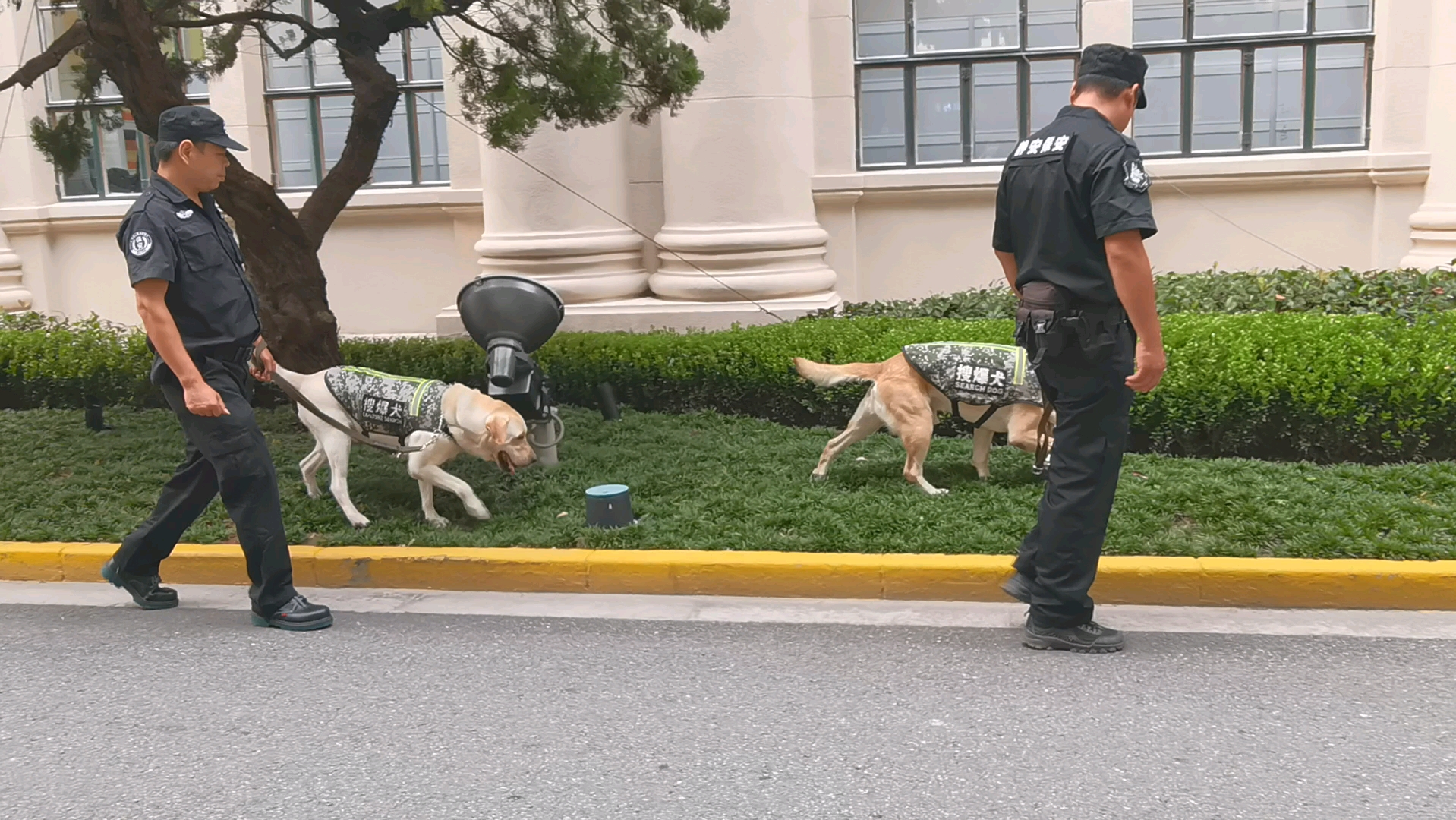 河北省张家口巡逻犬图片