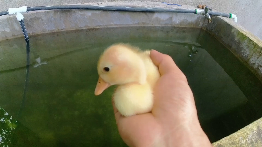 柯尔鸭第一次下水游泳