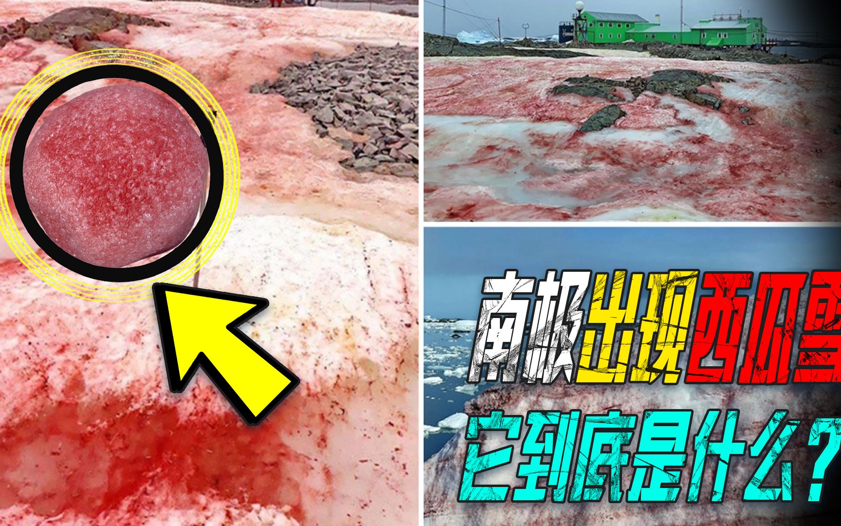 南极再现"西瓜雪",连冰川都被融化?人类真的要警惕了