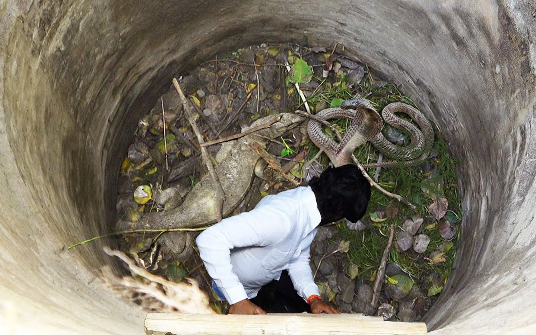 神秘古井成蛇窝,世界最强捕蛇人跳了下去,曾被毒蛇咬300次不死