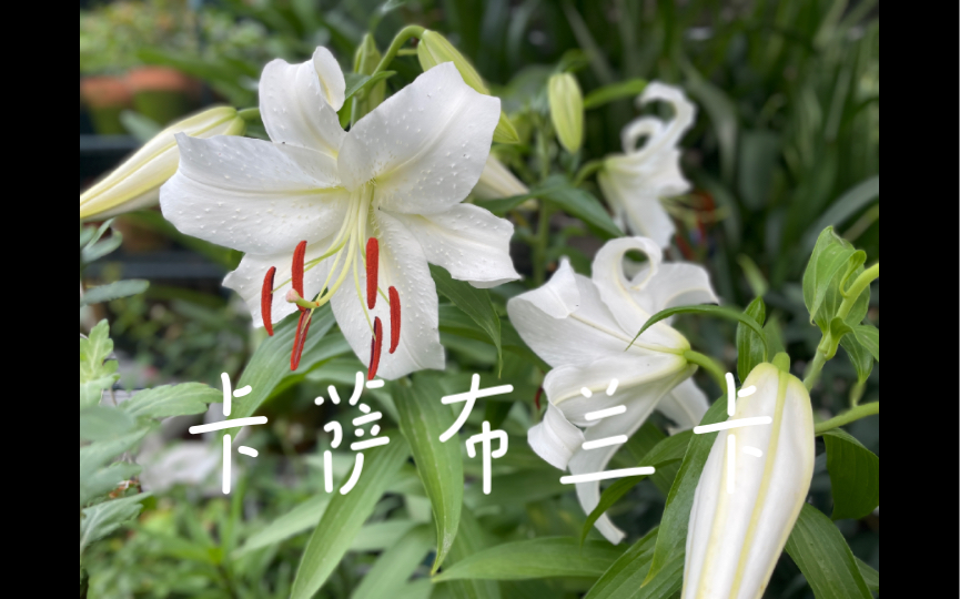 卡萨布兰卡百合花语图片