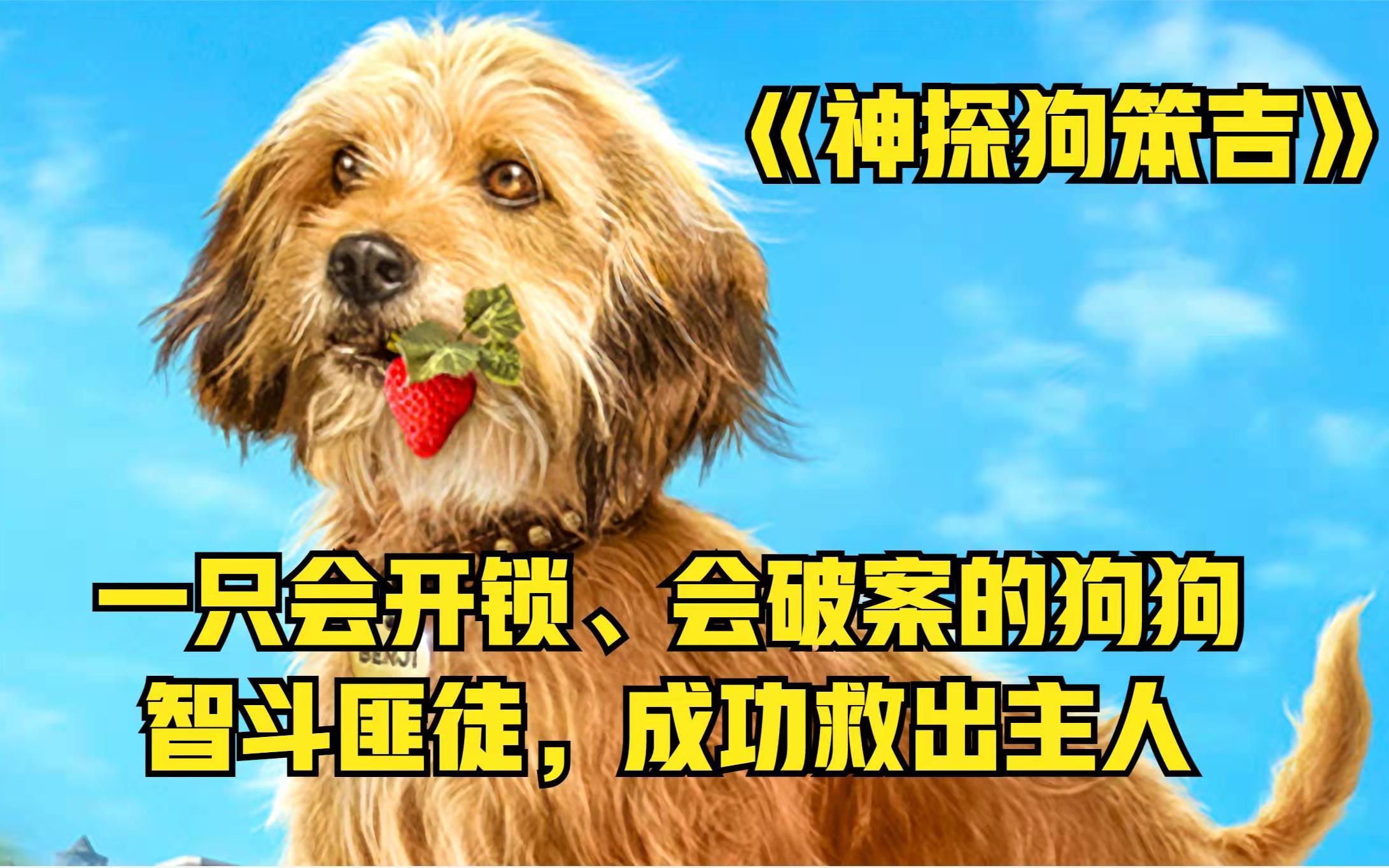 一只会开锁会破案的狗狗,智斗匪徒成功救出小主人《神探狗笨吉》