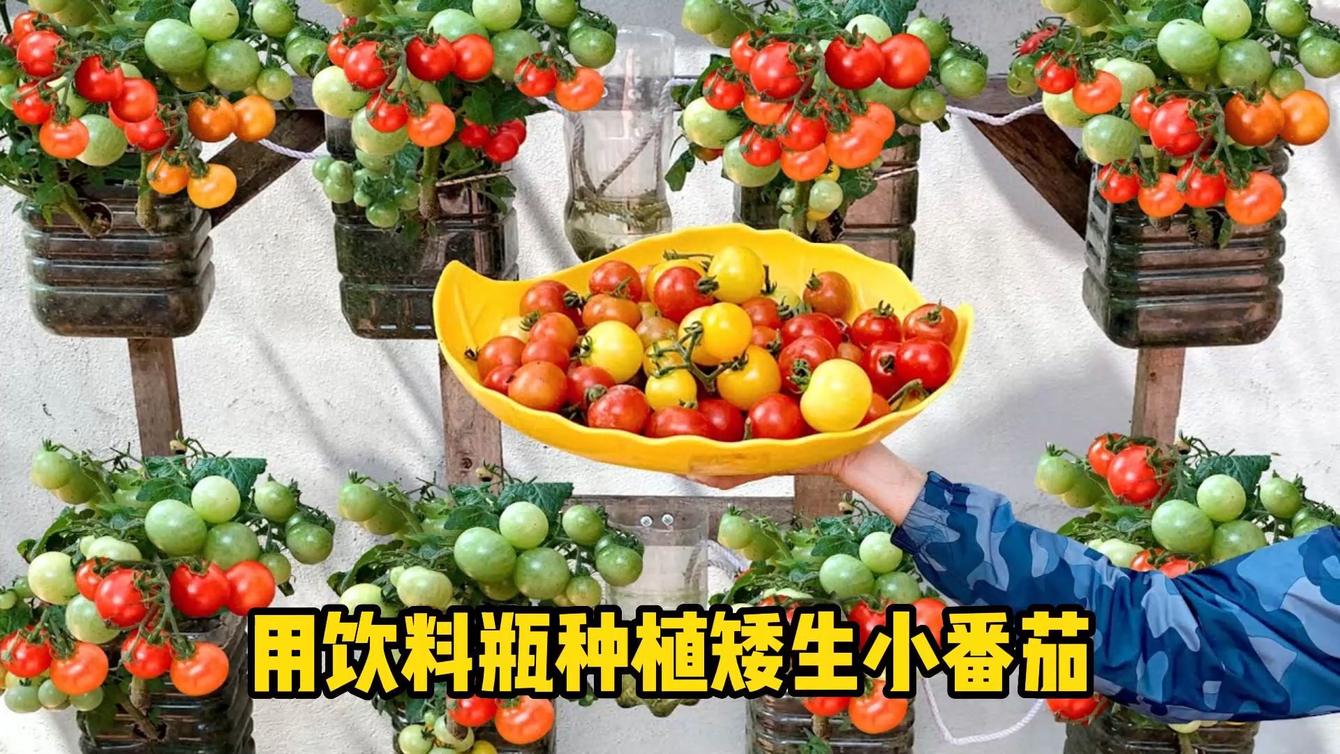 用饮料瓶在家种植矮生小番茄,好看又好吃 - 哔哩哔哩