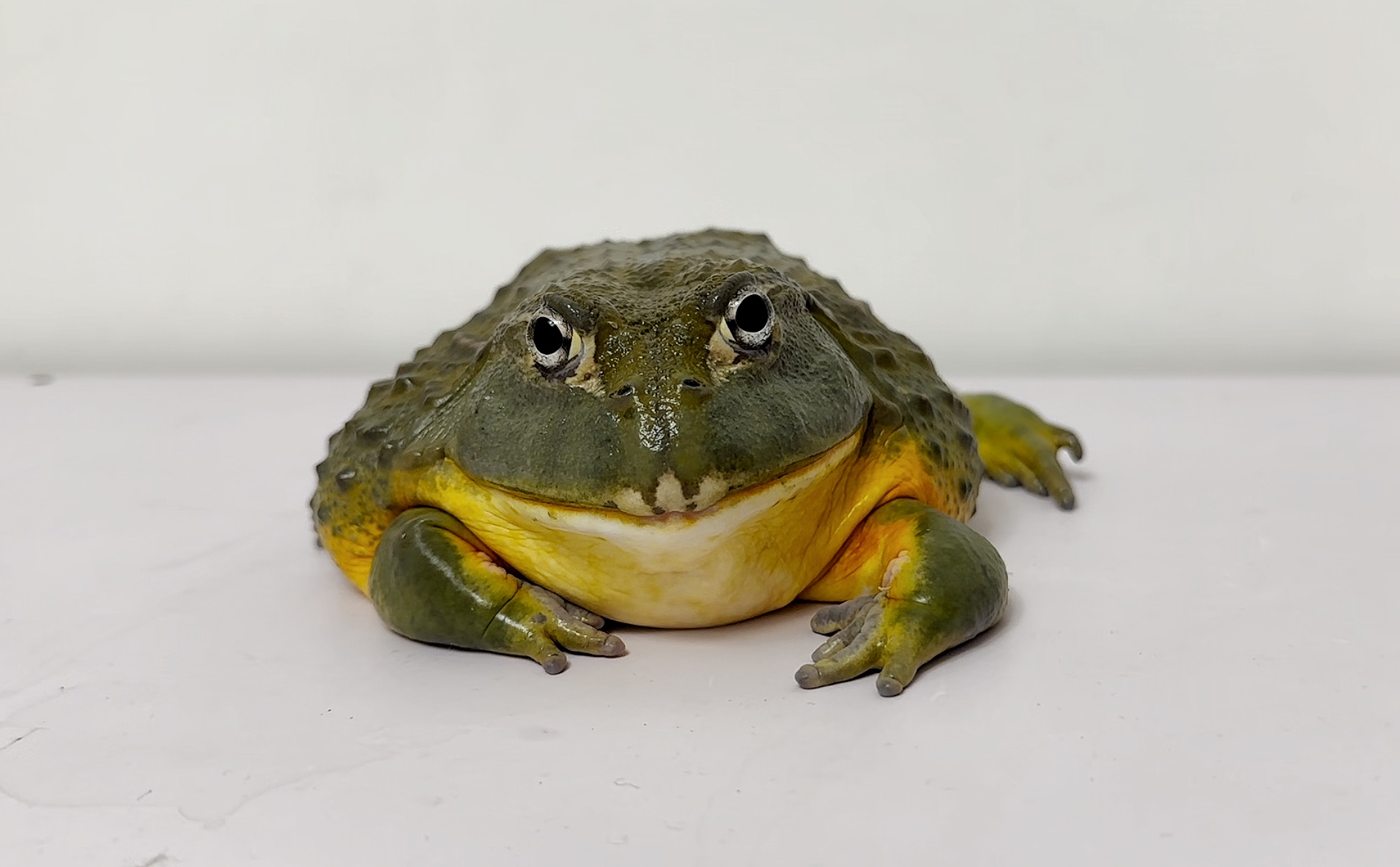 饥饿的宠物牛蛙,连餐具都想吃