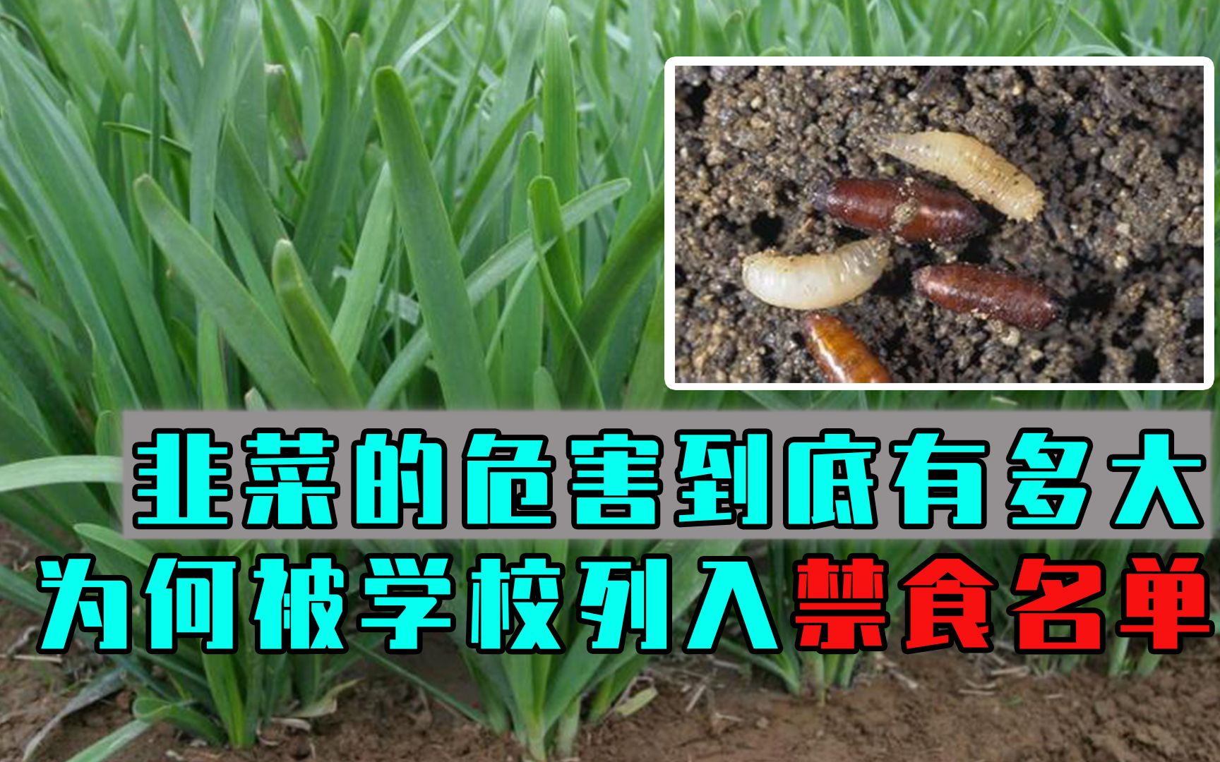 韭菜的危害到底有多大?为何被学校列入禁食名单?看完你就知道了哔哩哔哩bilibili