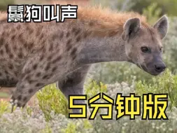 下载视频: 鬣狗叫声精简版5分钟