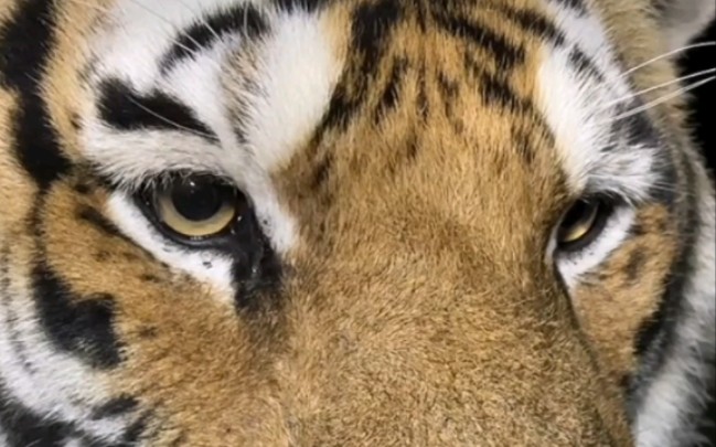 晚上的二宝好帅气,迎着光太好看了-东北虎小虎哥黑龙江牡丹江海林市横