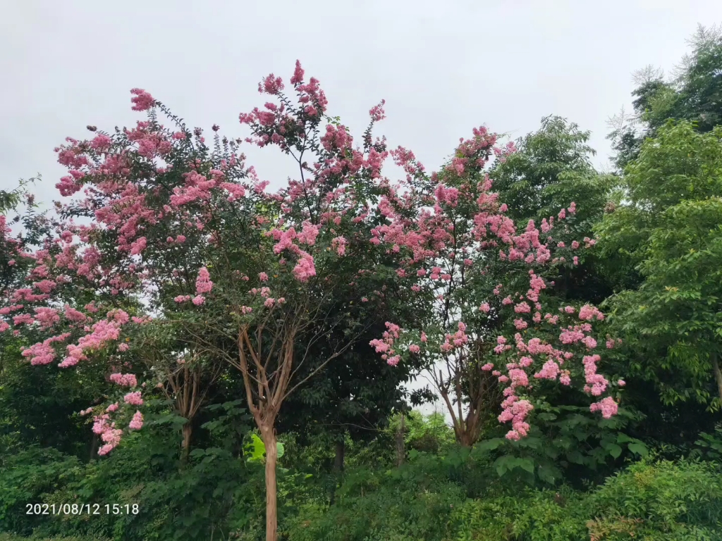 [图]花开的时候，不管你看不看