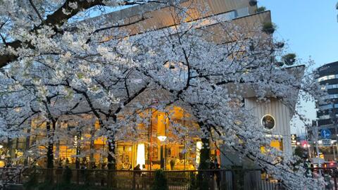 4k超清漫步日本 东京目黑樱花节21年3月 哔哩哔哩 つロ干杯 Bilibili