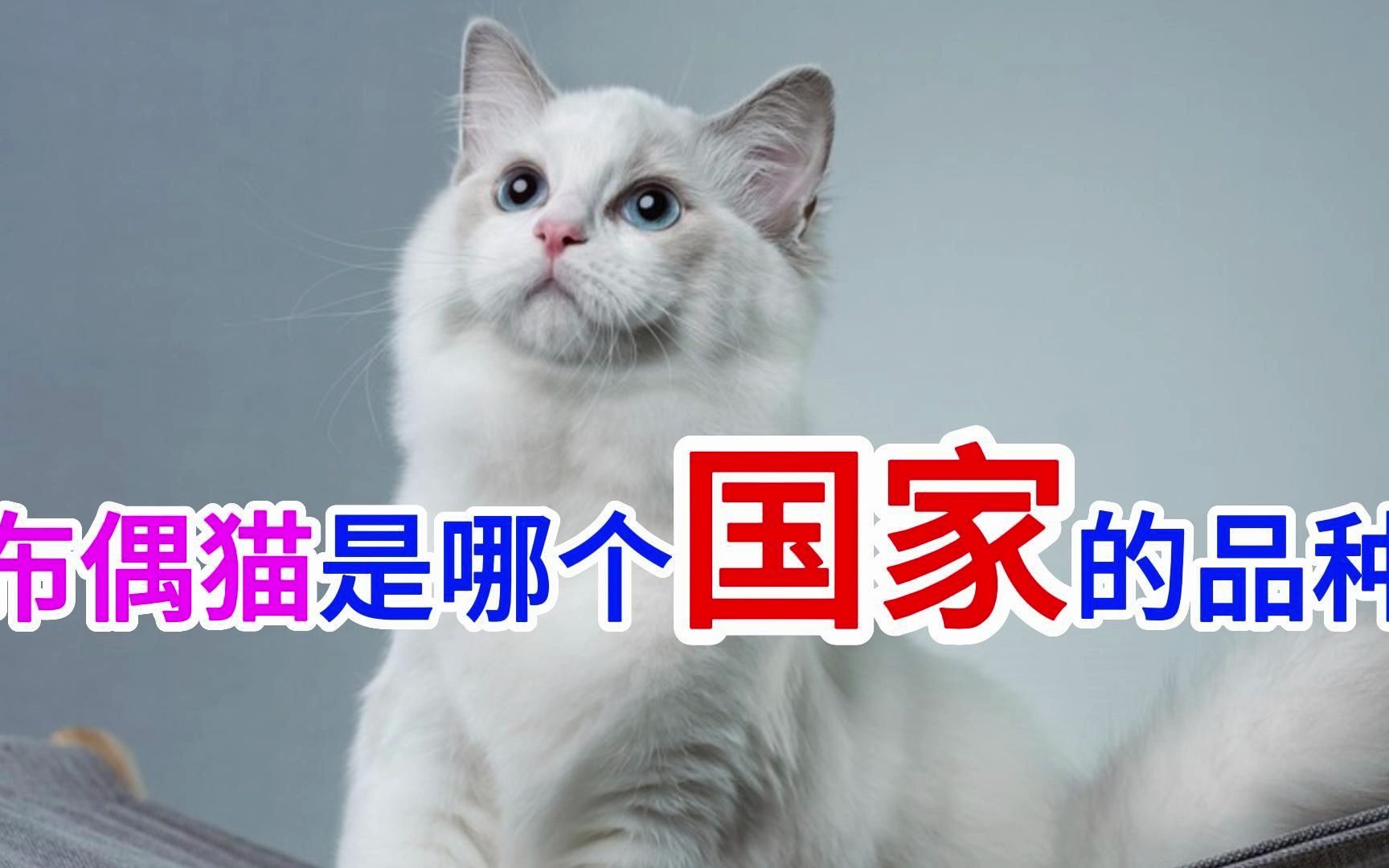 布偶猫是哪个国家的品种哔哩哔哩bilibili