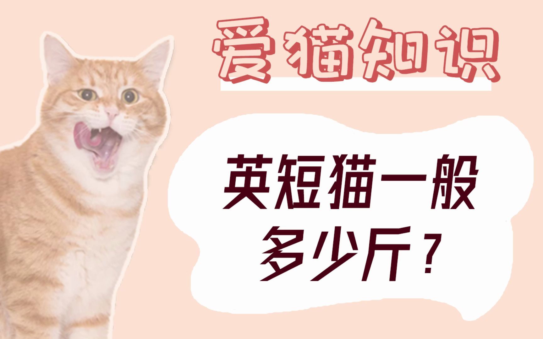 英短猫一般多少斤?哔哩哔哩bilibili