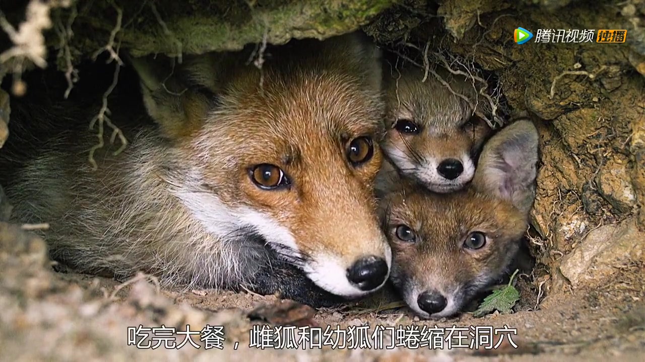 [图]狐狸捕食兔子，