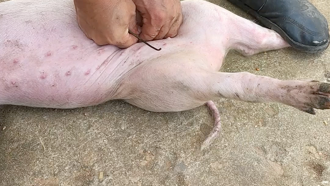 给小猪做绝育