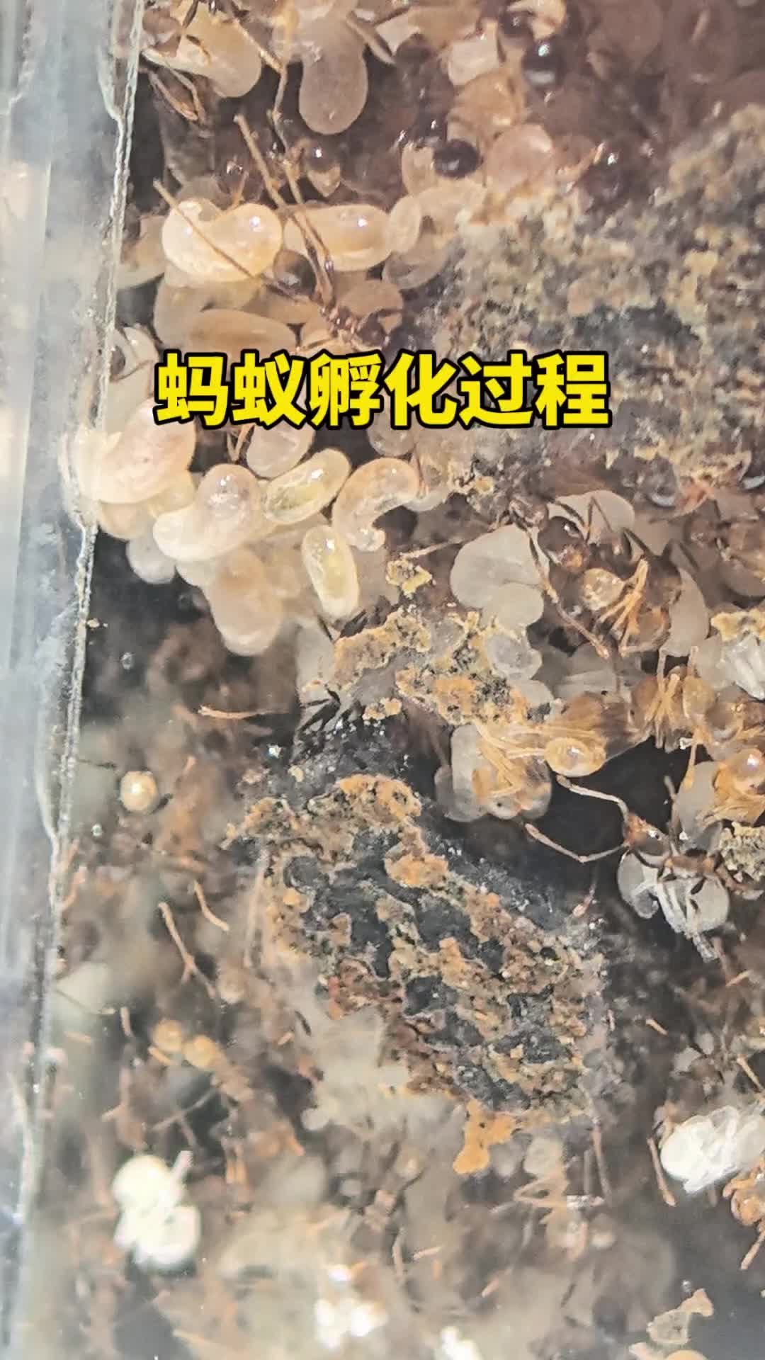 蚂蚁成长过程变化过程图片