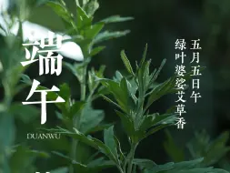 Download Video: 端午佳节，艾草为伴。