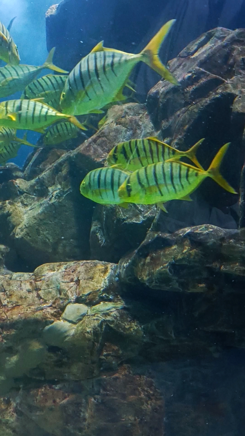 【琴岛】青岛水族馆ⷦ𕷥𚕤𘖧•Œ 22.10哔哩哔哩bilibili