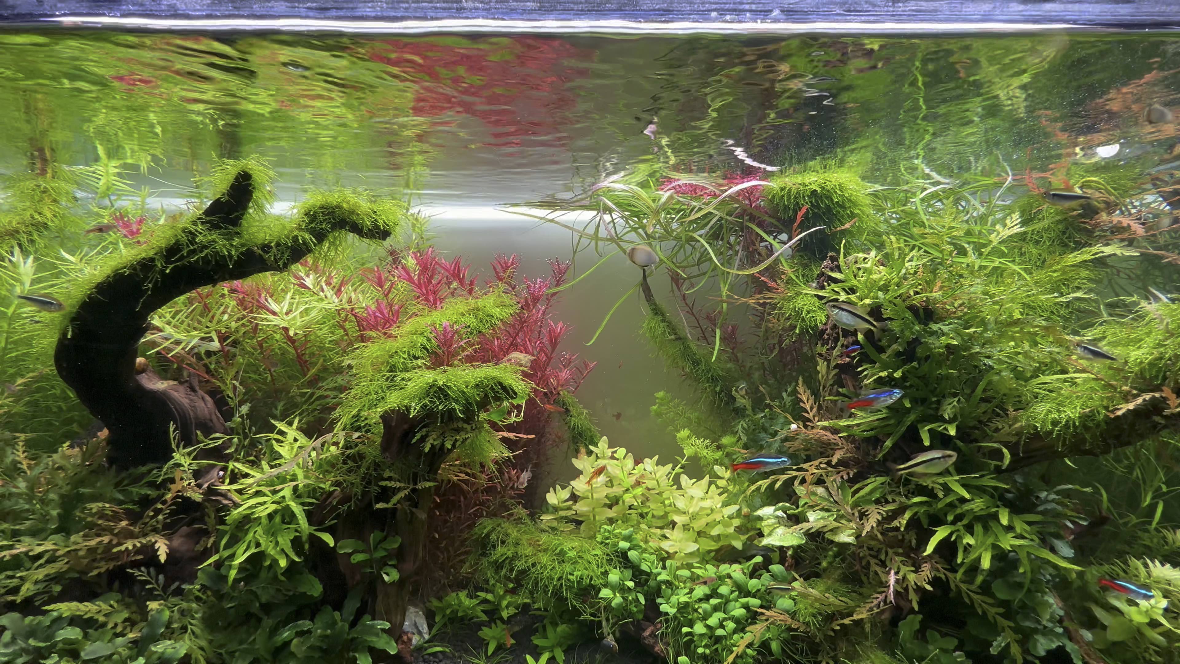 炎炎夏日,草缸里的一抹清凉