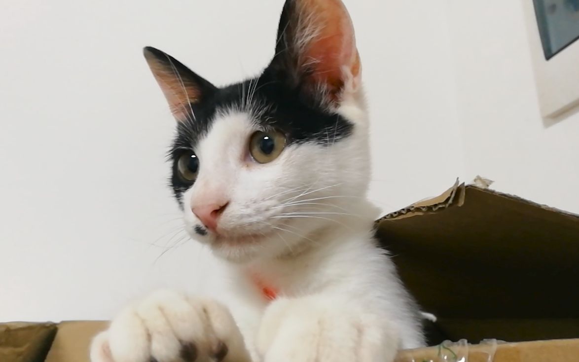 养了一只皮皮猫的后果,每天都把家里闹腾的天翻地覆,我再也受不了了!