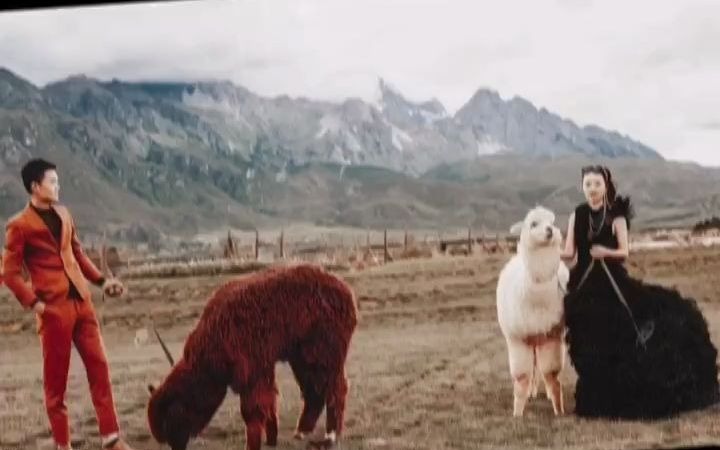 丽江婚纱照 丽江旅拍 丽江婚纱摄影 丽江旅拍婚纱照 丽江婚纱摄影工作室 云南丽江婚纱摄影 丽江大理婚纱旅拍 丽江婚纱照旅拍 羊驼 丽江婚纱摄影拍婚纱照时...