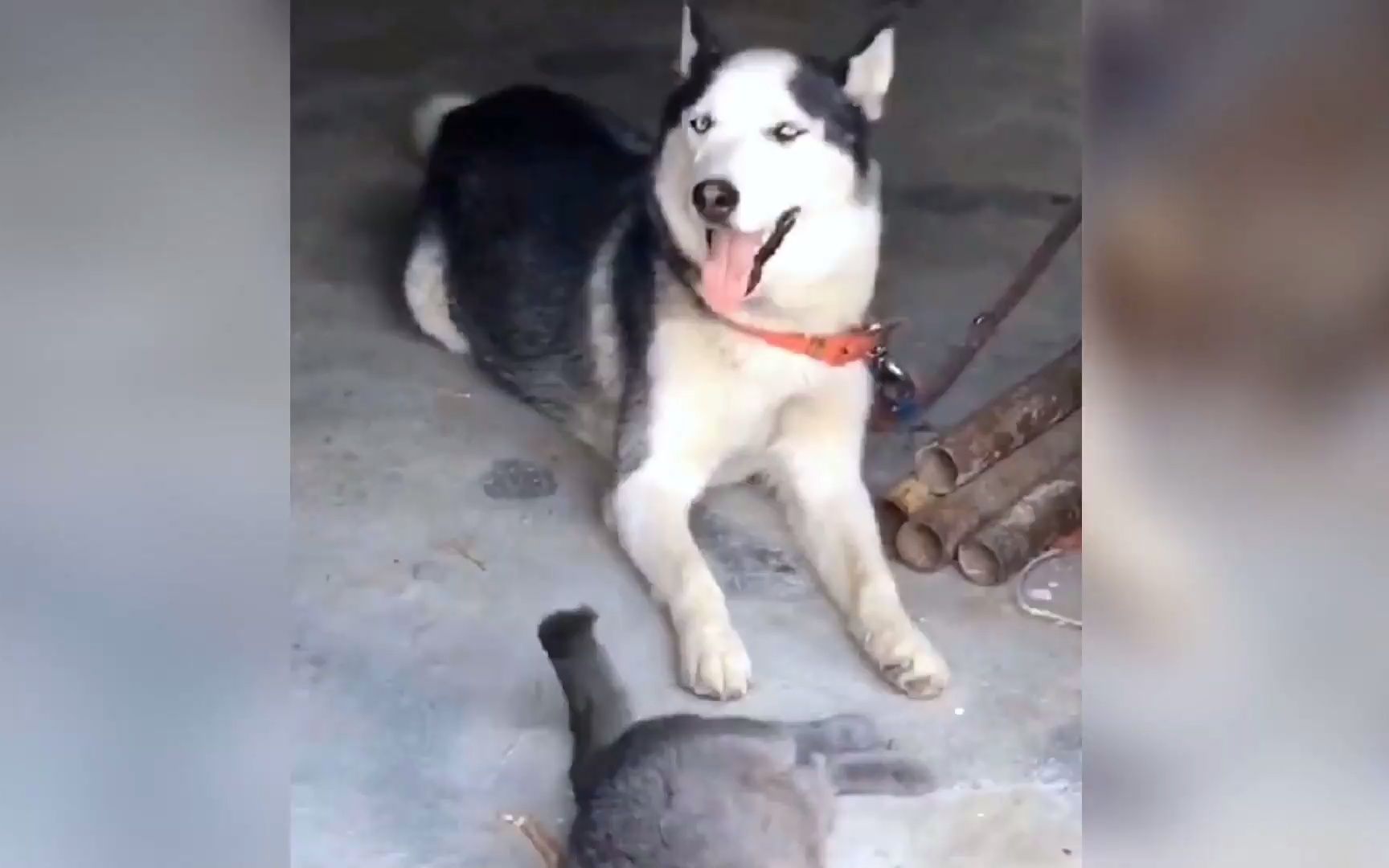 【搞笑配音】二哈竟然秃头了.这也太逗了吧哈哈.