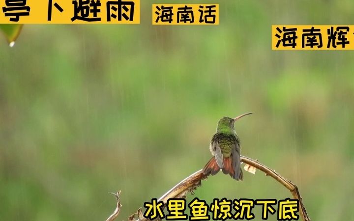 [图]海南话 亭下避雨