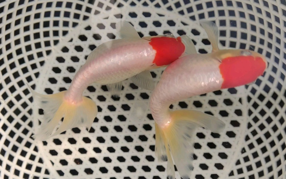 传统金鱼 宫鹅 一岁了 还没长开