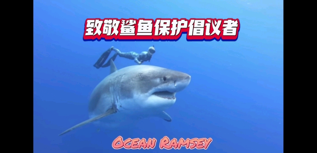 致敬鲨鱼保护者Ocean Ramsey保护海洋生态.拒绝食用鱼翅.从我做起哔哩哔哩bilibili