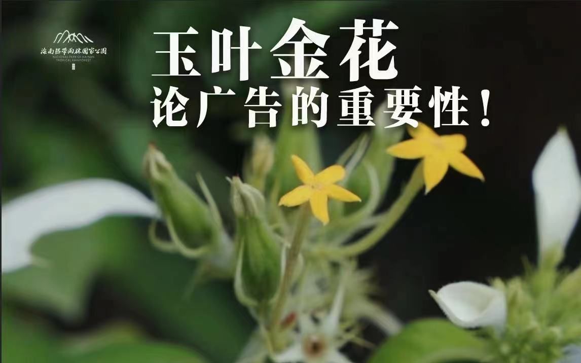 [图]植物篇：玉叶金花 | 海南热带雨林国家公园科普视频系列