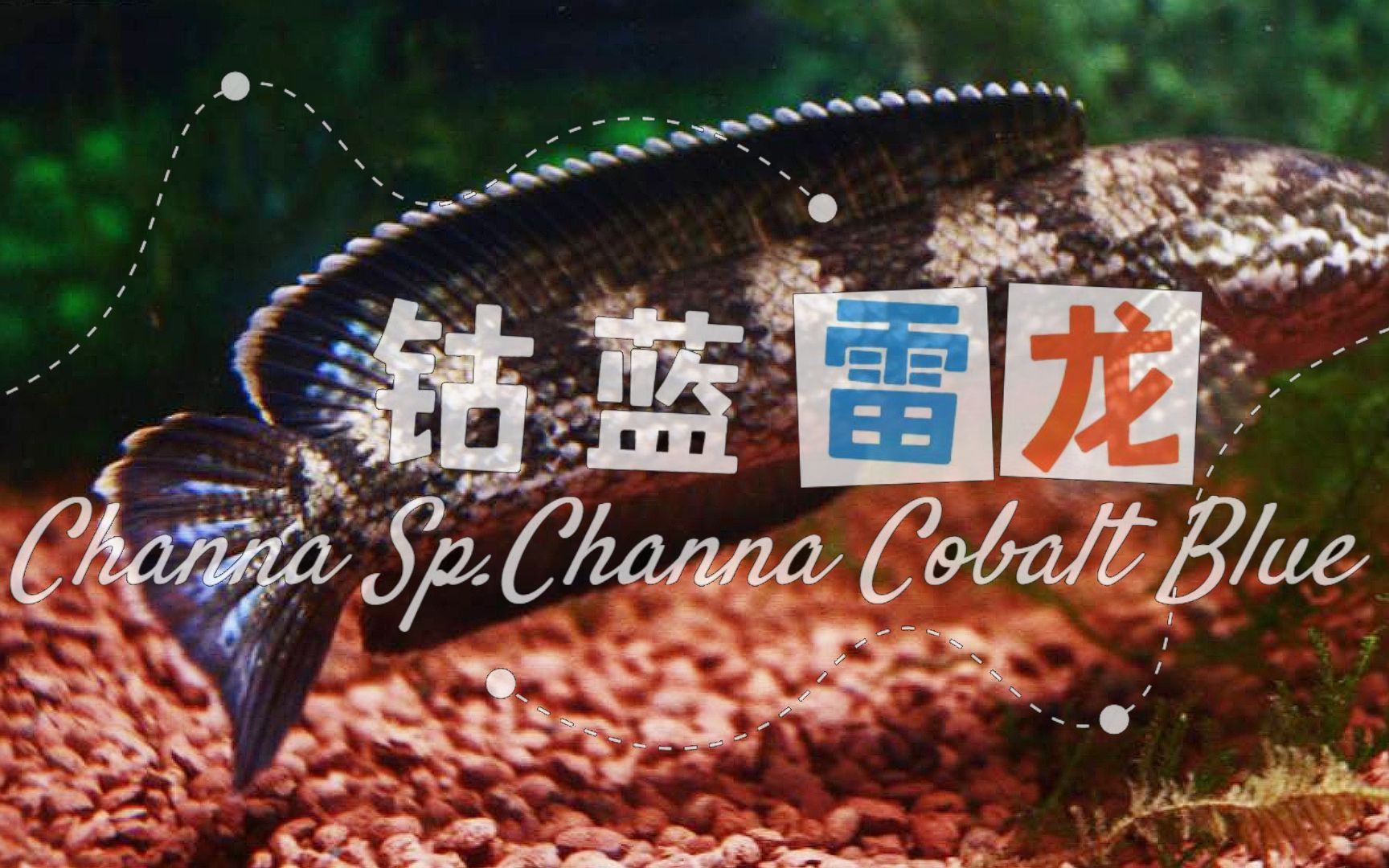 [图]最全的雷龙品种介绍，钴蓝雷龙Channa Sp.Cobalt Blue[中型雷龙] 五斑雷龙和钴蓝雷龙如何区分，五斑雷龙和钴