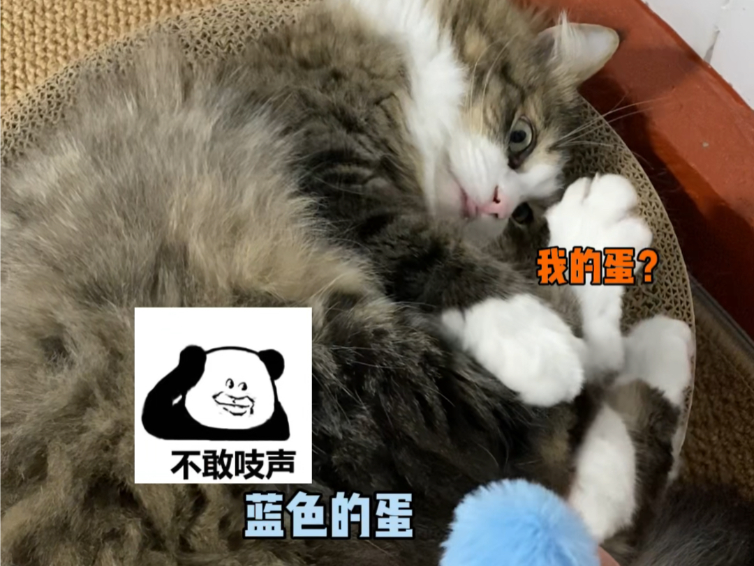 我差点以为我家猫的蛋蛋是蓝色的