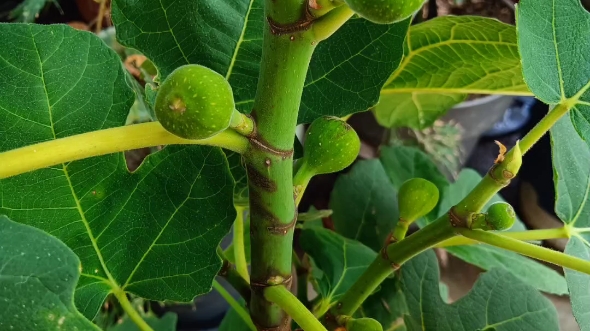 无花果树苗哪个品种好