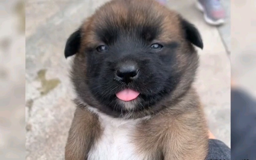 治愈小奶狗,小土狗子真的很可爱-250九点到吧就-默认收藏夹-哔哩哔哩