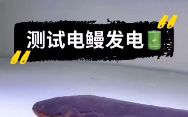 测试电鳗发电