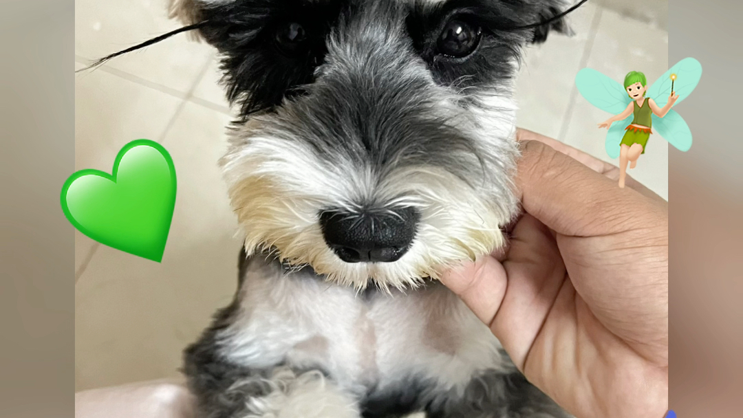 单血统雪纳瑞小奶狗寻富养