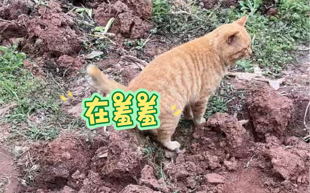 咪咪猫:变态!别这样看我!!哔哩哔哩bilibili