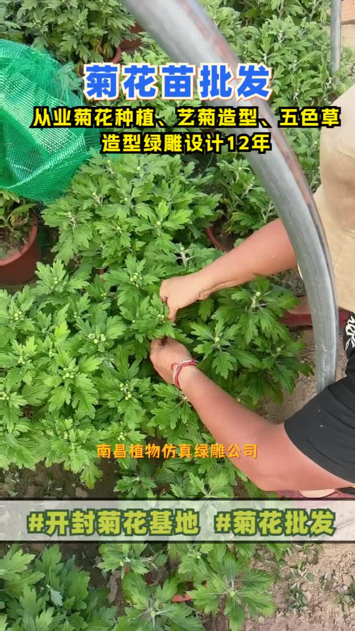 南昌植物仿真绿雕公司,广场植物绿雕,菊花造型,找景茂,河南菊花展布展设计厂家,覆盖区域包括山东的菏泽,济南,青岛,淄博等地区,有兴趣的老...