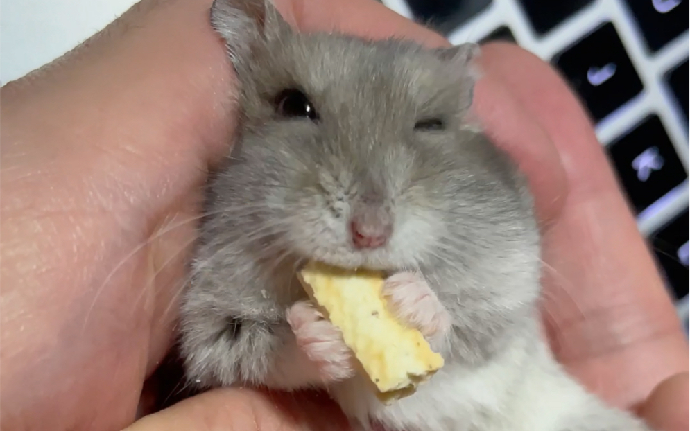 仓鼠vlog|躺手抛媚眼吃饼干～吃得真开心