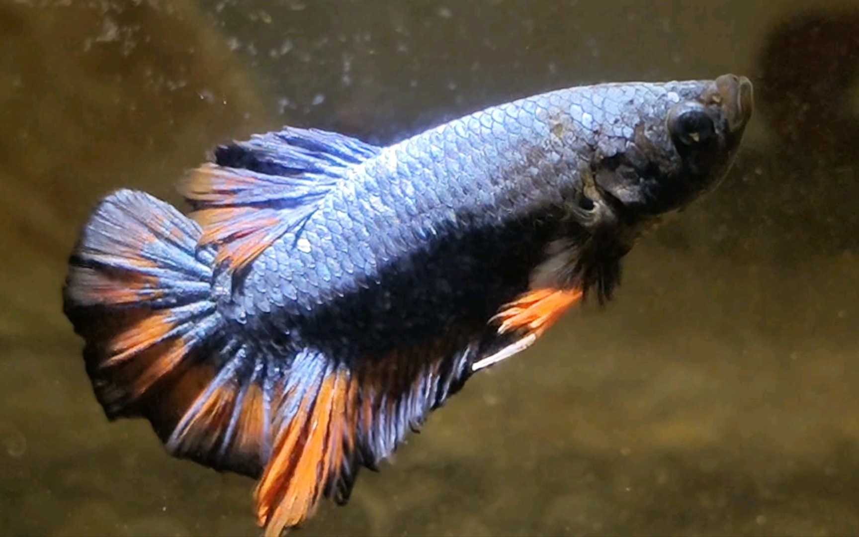 泰国斗鱼将军公斗鱼喂食记录