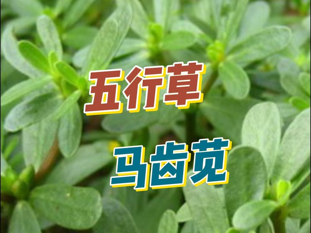 绿油油的一大片野菜,农村人吃不完,城里人吃不到!马齿苋别名长寿菜、五行草,我们当地人叫它蚂蚱菜,大家都是怎么叫它的呢?哔哩哔哩bilibili