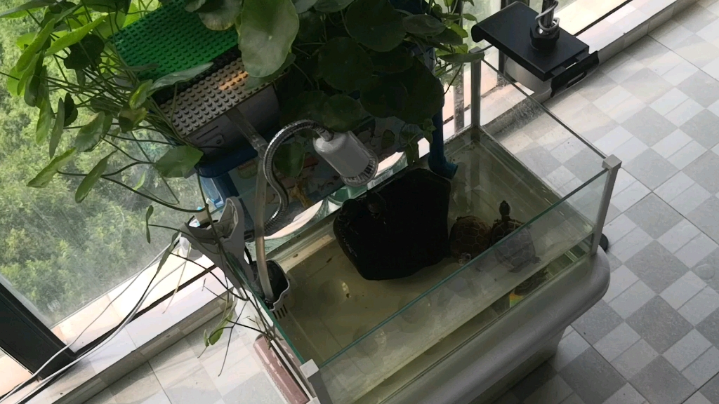 [中化草龟]龟缸环境分享&沼泽过滤