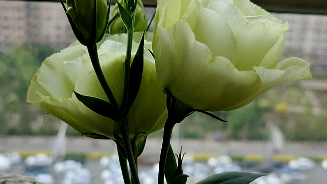 淡绿色洋桔梗开了夏天看着好清凉